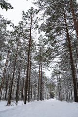 A forest in Estonia in Winter, the pines are covered with snow and everything looks calm, the snow offers a clear and bright image that contrasts with the green of the trees