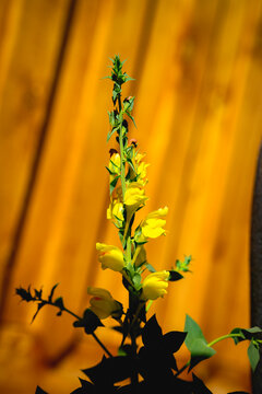 Linaria dalmatica, wild snapdragon, or Dalmatian toadflax, broad-leaved toadflax herbaceous ornamental perennial wild flowers in South Dakota
