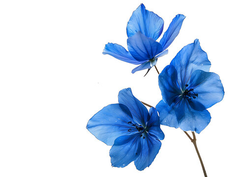 png blue flowers cutout isolated on transparent background