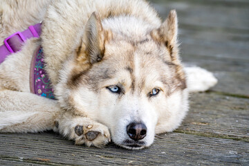 Bored husky with blue eyes. 
