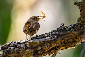 Close-up of House Wren (Troglodytes aedon) with Silky Moth in beak.