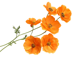 orange flowers cutout isolated on transparent background