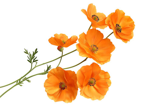 Fototapeta orange flowers cutout isolated on transparent background