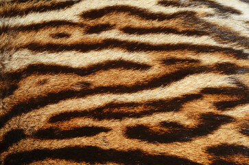 Tiger fur 