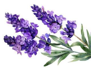 Naklejka premium Beautiful watercolor illustration of blooming lavender flowers with lush green leaves, perfect for decorations or botanical designs.