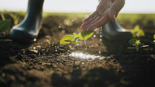 Farmer watering small green plant in agricultural fields, closeup of hand. Farmworker feet in rubber boots standing on fertile soil, growing plants carefully, save ecology, environment protection