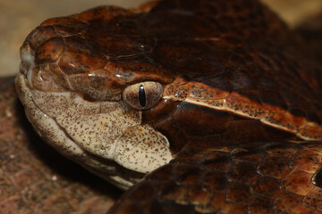 Close up Head Malayan pit viper snake is rest