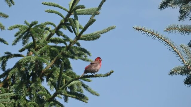 House Finch on an evergreen tree branch looking around