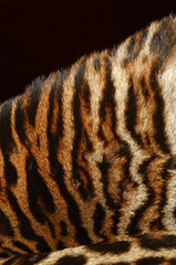 tiger fur