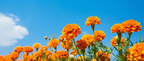 Bright orange marigold flowers in full bloom against a vibrant blue sky on a sunny day, capturing the essence of a beautiful garden scene.
