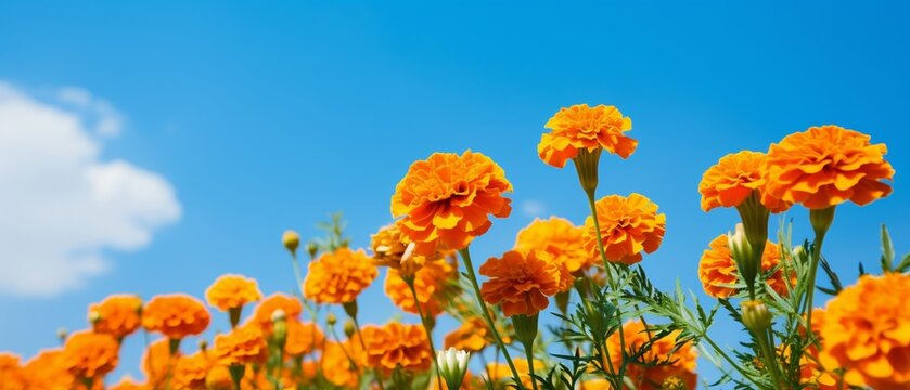 Bright orange marigold flowers in full bloom against a vibrant blue sky on a sunny day, capturing the essence of a beautiful garden scene.