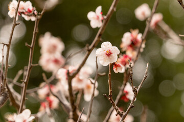 薄いピンク色の梅の花