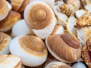 Seashells, sea dweller, souvenir, decoration, gift shop, recreation, tourism, curl