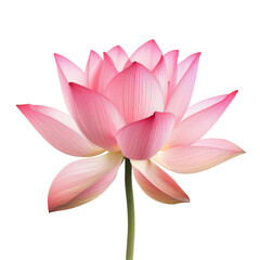 Fototapeta premium lotus flower isolated on white