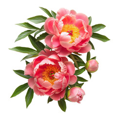 beautiful peony flowers isolated on white