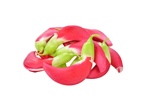 Red agasta flower transparent png