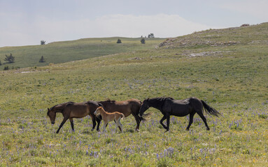 Wild Horses in Summer in the Pryor Moutnains Montana