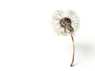 Close-up of a single dandelion against white background, showcasing delicate seeds ready to disperse with a gentle breeze.