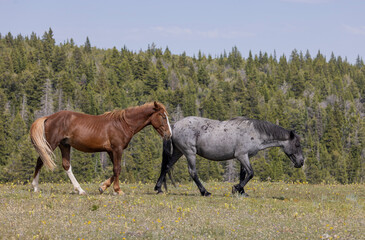 Wild Horses in Summer in the Pryor Moutnains Montana