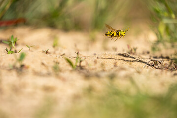 Kreiselwespe ( Bembix rostrata) im Flug 