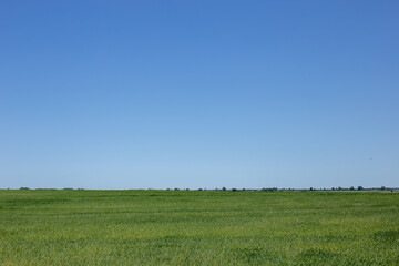 Rural landscape, green field under blue sky
