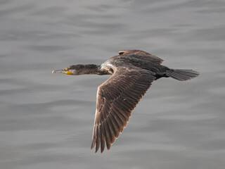 Cormorant in flight