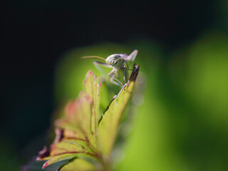 Small green insect closeup