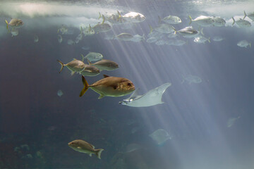 Ocean ray and xareus passing by