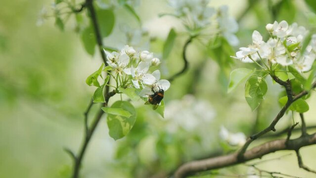 Branches Of Blooming Pear Tree With White Flowers And Bumblebee Collecting Nectar. Bumble Bee And Beautiful Pear Blossoms.