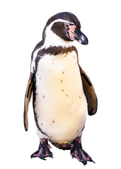 フンボルトペンギンが、可愛いポーズで経っている、斜め目線で、こちらを見ている。鳥類の動物。鳥綱ペンギン目、ペンギン科。主に南アメリカに生息。白と黒の体にランダムな黒の斑が特徴。切り抜き画像。2023年長野で撮影。識別輪削除と斑点模様移動をレタッチにて行っている。 © 麻織 大久保