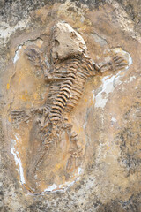 dinosaur skeleton, lizard background on rock