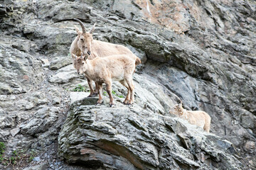 mountain goat on the rock, photography animal