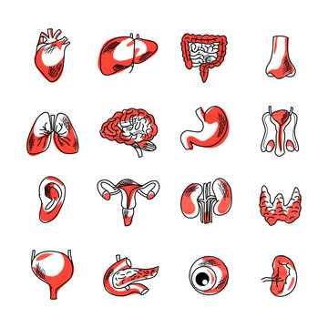 Human organs consist of the heart, kidneys, stomach and intestines, nose and skin. for health education, anatomy of human organs