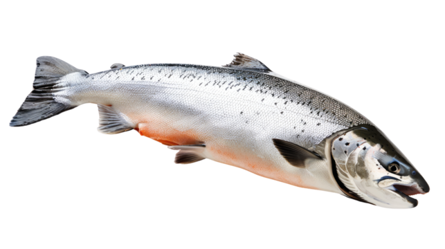 Salmon fish on a transparent background