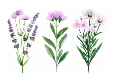 Watercolor collection of delicate spring flowers