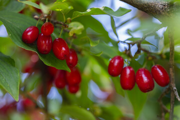 dogwood berry on a tree close-up