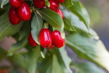 dogwood berry on a tree close-up