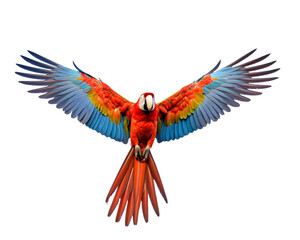 Fototapeta premium A vivid scarlet macaw in flight with wings fully spread, showcasing its bright red, yellow, and blue plumage against a white background.