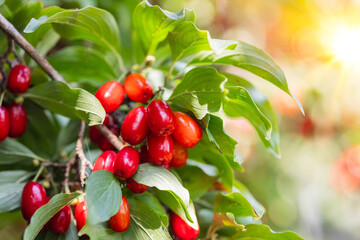 dogwood berry on a tree close-up