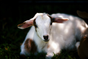 A baby goat lying down.