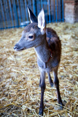 Close-Up of a Young Deer Fawn in a Barn