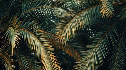 A perspective of palm tree fronds