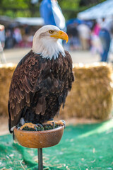 Bald Eagle Perched on Stand at Outdoor Event