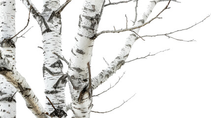 Obraz premium Birch tree on a transparent background