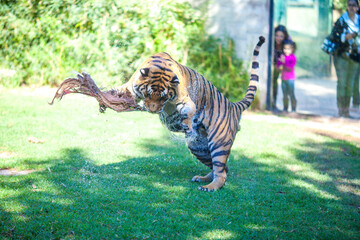 Tiger Playing with Water at Zoológico de Córdoba, España