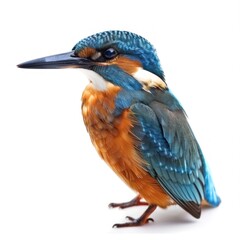 Obraz premium Kingfisher isolated on white background 