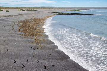 Magellanic penguin colony at punta tombo beach, chubut, argentina