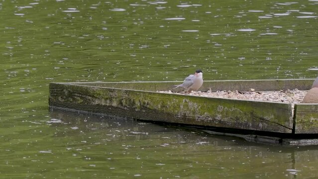 Common Tern on a Nest Platform