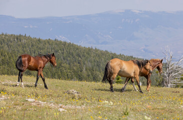 Wild Horses in the Pryor Mountains Montana in Summer