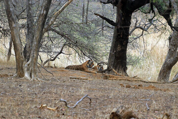 Group of Bengal Tigers in Ranthambore National Park, India